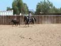 videos de Work with Cows