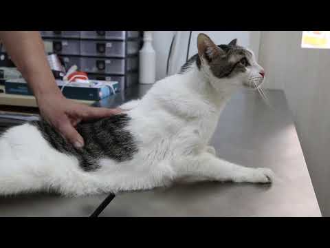 Consultation - A very thin female 9-year-old cat is not eating for a week