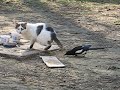 Sroka i koty dwa