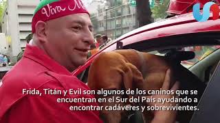 Perros rescatistas se ganan el cariño de mexicanos