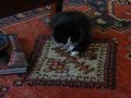 Meet My New Kitten Tallulah