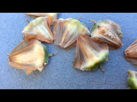 how to grow norfolk island pine from seed