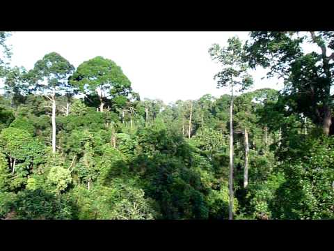 0 Passeando por entre as árvores na Malásia