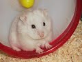 INTRODUCING CASSIE THE RUSSIAN DWARF HAMSTER! INTRODUCING CASSIE THE RUSSIAN DWARF HAMSTER!