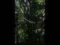 videos de Parque Nacional Corcovado. Península de Osa. Costa Rica. ( Dogon-Brainstorm At Redrock)