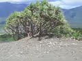 MAD Vanuatu - Yasur ash plains