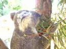 Koala at the Taronga Zoo - Sydney