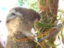 Koala at the Taronga Zoo - Sydney Koala at the Taronga Zoo - Sydney