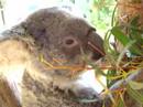 Koala at the Taronga Zoo - Sydney