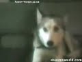 Dogs Dogs