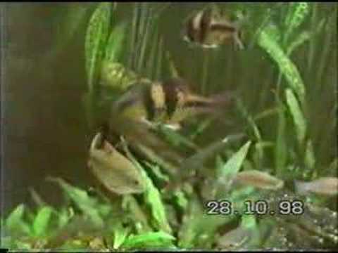 Drape Fin Barb
