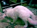 si putih lagi ngewek.flv