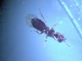 Melittobia digitata Melittobia digitata