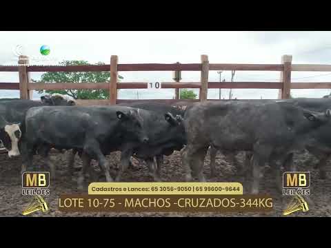 523� LEIL�O VIRTUAL MB LEIL�ES