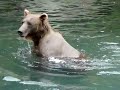Grizzly Bear Salmon fishing Grizzly Bear Salmon fishing