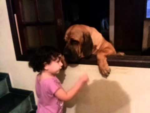 fila brasileiro
