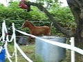 Young colt Muratah shows family lines in movement: Arab trot