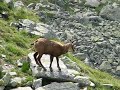 Chamois in Retezat Mtns