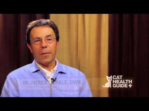 how to treat uti in a cat