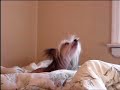 Best Funniest Chinese Crested Dog Sings Best Funniest Chinese Crested Dog Sings