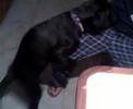 Truco ha crecido