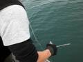 alaska alaskan halibut fishing homer, ninilchik fishing big huge!