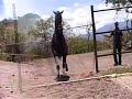 Yegua Espa�ola