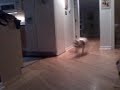 staffordshire terrier being crazy!