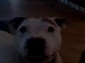 staffordshire terrier being crazy!
