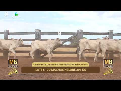 517 LEILO VIRTUAL MB LEILES