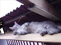 Blue's Death