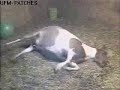 Patches Foaling