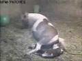 Patches Foaling