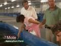 Mote Aquaculture Farm