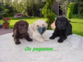 Eu Amo Labradores...