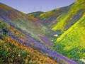 Wayne Dyer How To Get What You Really Want, Part 1