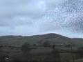 Swarming Starlings