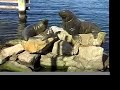 Victoria Docks of Hobart Tasmania Australia Victoria Docks of Hobart Tasmania Australia