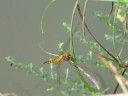 ?????Orthetrum albistylum speciosum???Video 06