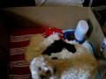 Brand new shorkie puppies