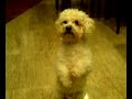 Dog works out