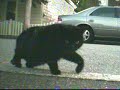 Cat stalks robot