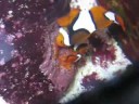 Clownfish Spawning Eggs Clownfish Spawning Eggs