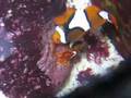 videos de Clownfish Spawning Eggs