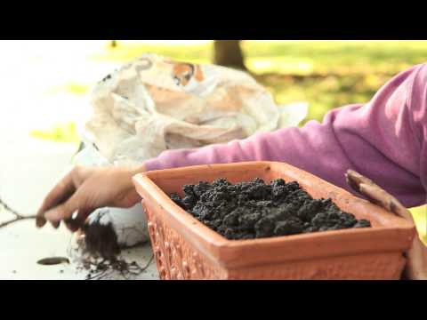 how to replant geraniums