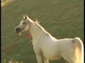 Majestic noble