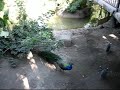 Zoologico de Tamatan Cd Victoria Tamaulipas Zoologico de Tamatan Cd Victoria Tamaulipas