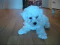 Bichon Frise Dani