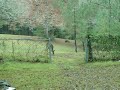 baby deer1