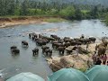 Elephant Orphanage in Sri Lanka